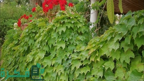 طريقة زراعة متسلق الخميسة (فرجينيا)