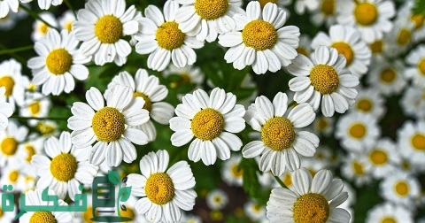 طريقة زراعة نبات البابونج