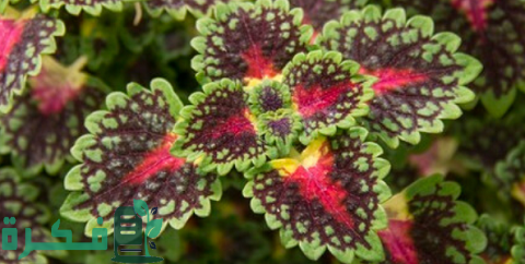 طريقة زراعة نبات السجادة (الكاليوس)