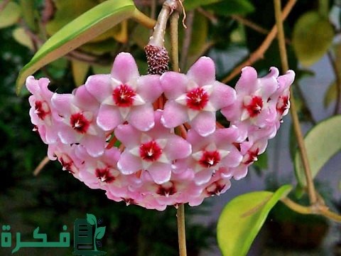 طريقة زراعة نبات الشمعة (الهويا)