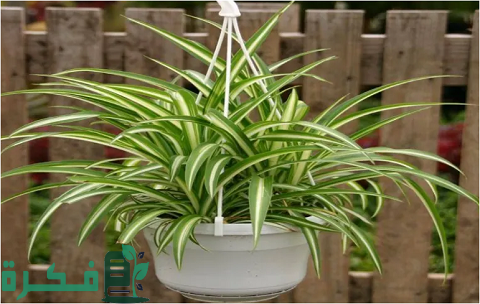 طريقة زراعة نبات العنكبوت