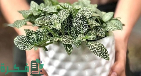 طريقة زراعة نبات الفيتونيا