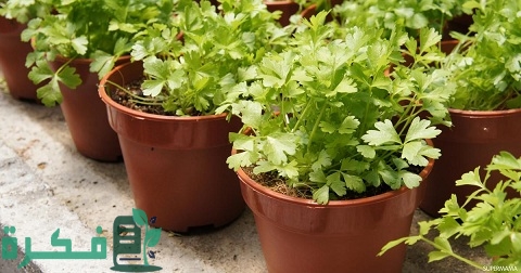 طريقة زراعة نبات الكرفس في المنزل