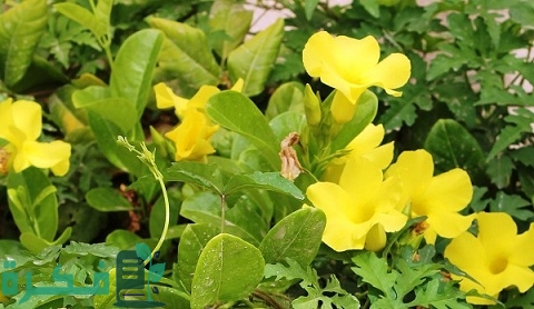 طريقة زراعة نبات الماندا