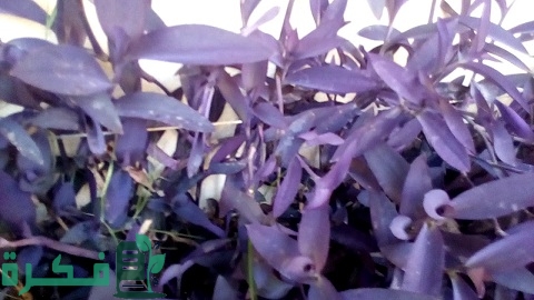 طريقة زراعة نبات المكحلة