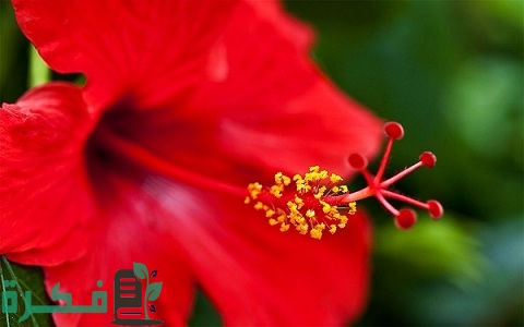 شرح خطوات زراعة نبات الهيبسكس 4 طريقة زراعة نبات الهيبسكس