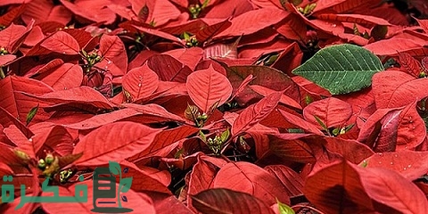 طريقة زراعة نبات بنت القنصل