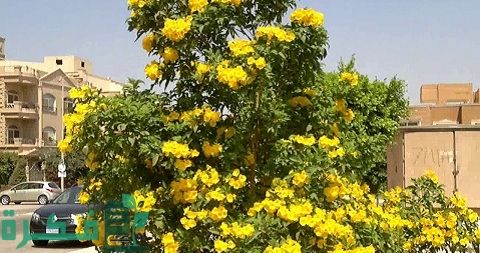 طريقة زراعة نبات تيكوما