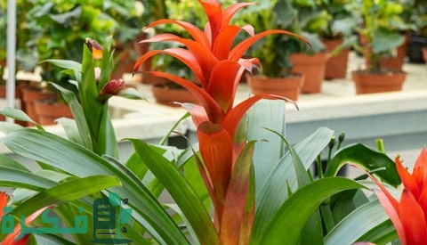 طريقة زراعة نبات جوزمانيا