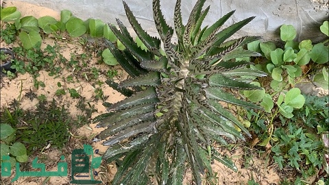 طريقة زراعة نبات فك التمساح(الثريا)