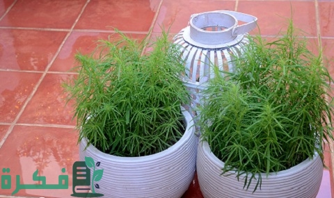 طريقة زراعة نبات مكنسة الجنة