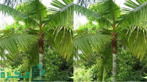 طريقة زراعة نخيل كوكس