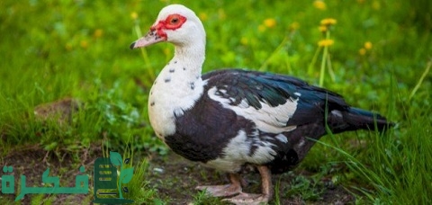 شرح خطوات تربية البط المسكوفي في المنزل 5 كيفية تربية البط المسكوفي في المنزل