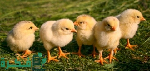 مراحل نمو الدجاجة