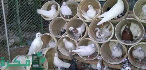 مشروع تربية الحمام في المنزل ناجح لربات البيوت