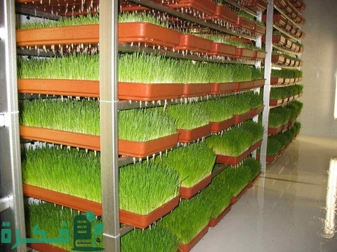 مشروع صناعة غرف الشعير المستنبت