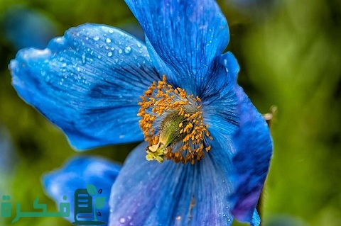 نبات الخشخاش الأزرق Blue poppy