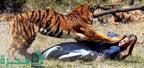 هل النمور تأكل البشر