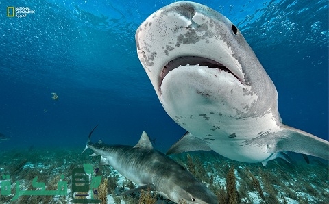 هل تعيش أسماك القرش في الإمارات العربية