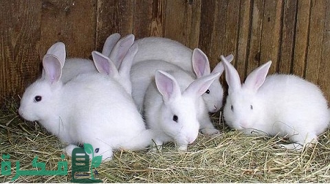 هل مشروع الأرانب فاشل