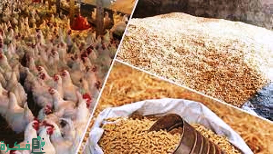أجود أنواع أعلاف الدواجن في مصر واسعاره 2 مكونات اعلاف الدواجن