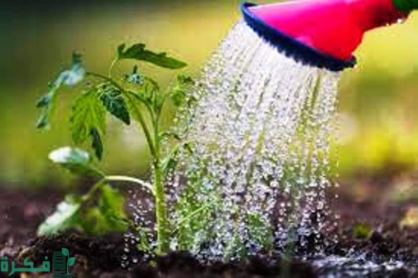 مراحل نمو الاشجار ومعدلات السقاية في كل مرحلة