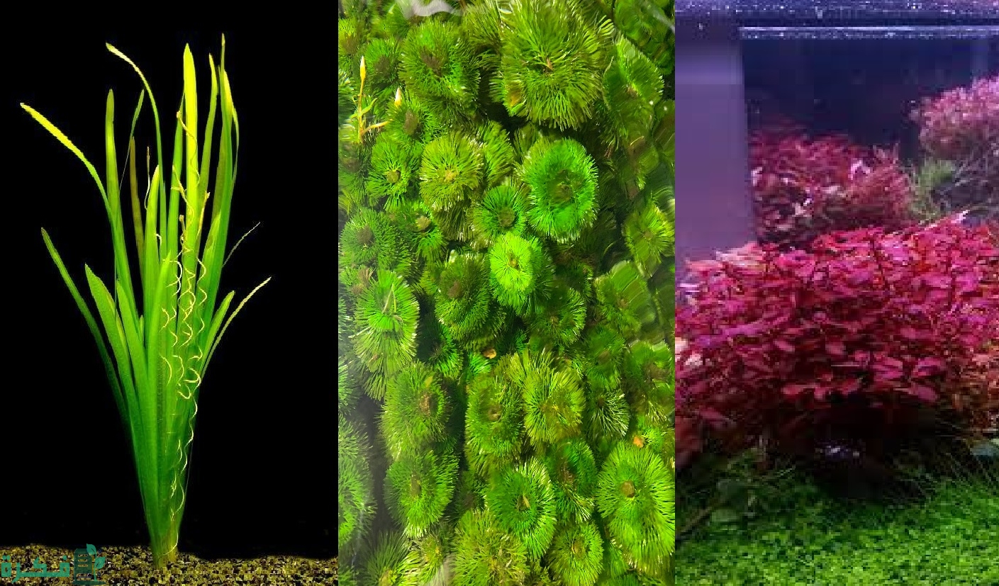 أنواع النباتات المائية