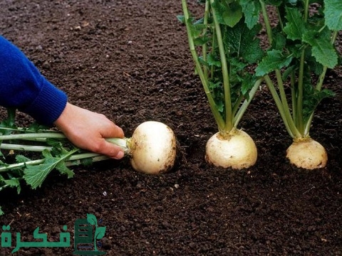 زراعة اللفت الياباني في مصر