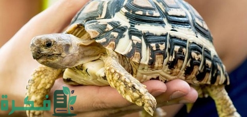 أخطاء في تربية السلاحف