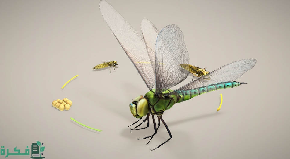 العوامل المؤثرة في تكاثر الحشرات