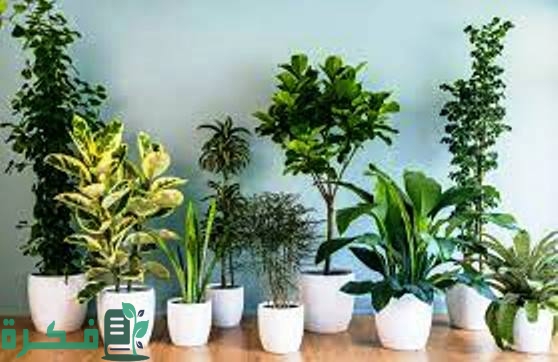 أنواع نباتات الزينة