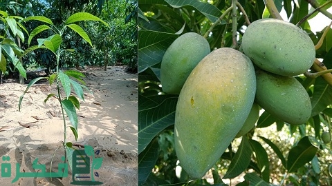 أفضل مواعيد زراعة شتلات المانجو وطريقة عمل الشتلات وتسميدها