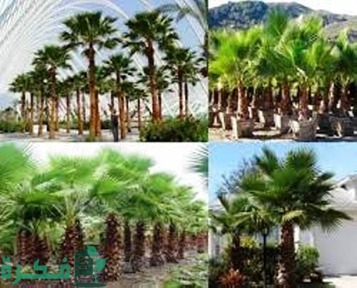 ما هو نخيل الزينة