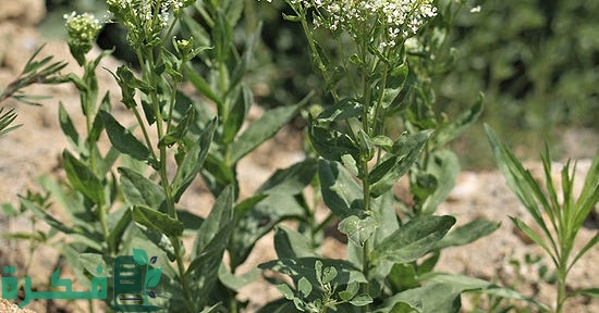 مفهوم الادغال