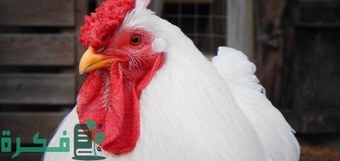 دراسة جدوى مشروع دواجن السعودية