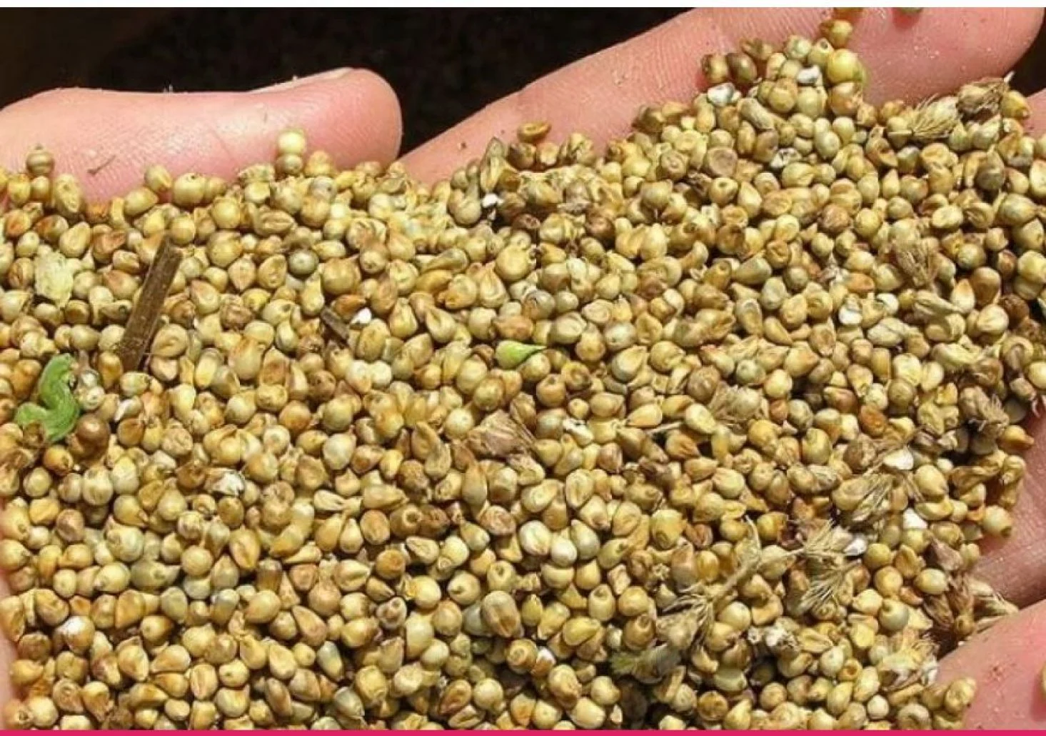 أنواع نبات الدخن