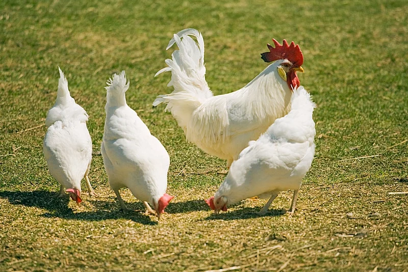 مكونات الجهاز الاخراجي للدجاج