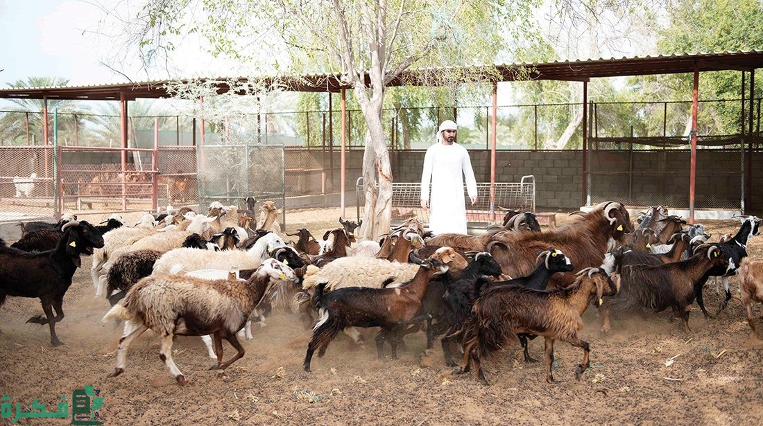 أنواع حظائر الاغنام