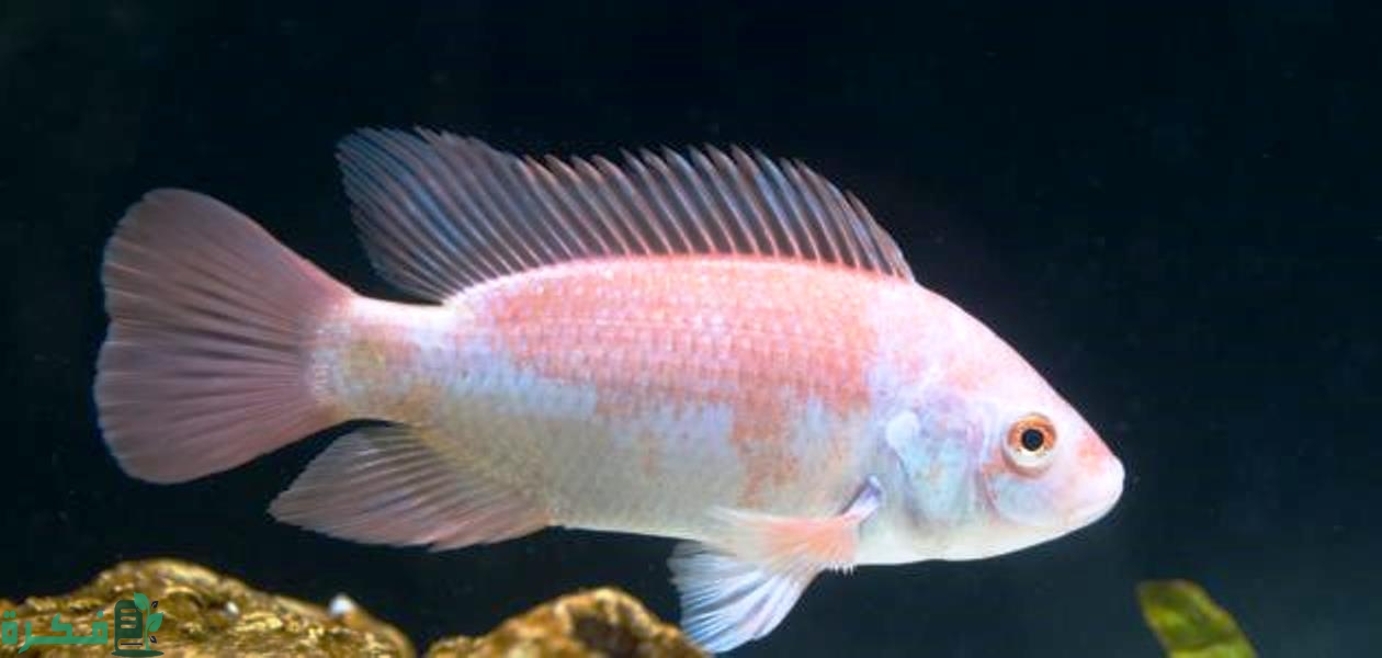 مكونات راس السمكة