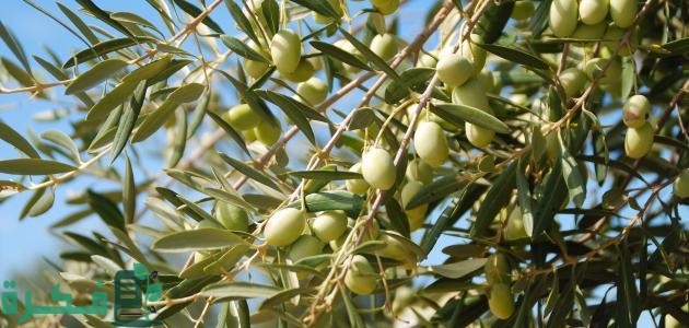 أهمية الزيتون الاقتصادية