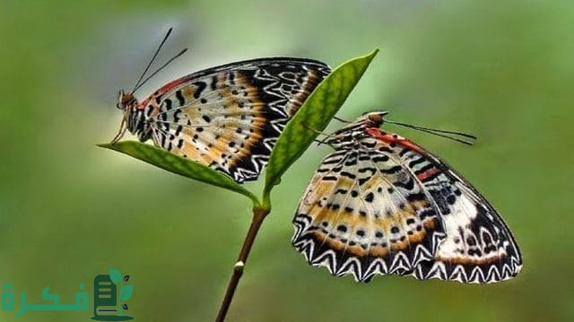 اشكال التحول في الحشرات