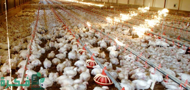 أهم مكونات أعلاف الدواجن 5 images 2022 09 11T193335.836 1