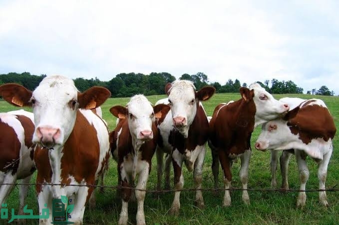 images 2022 09 15T195317.269