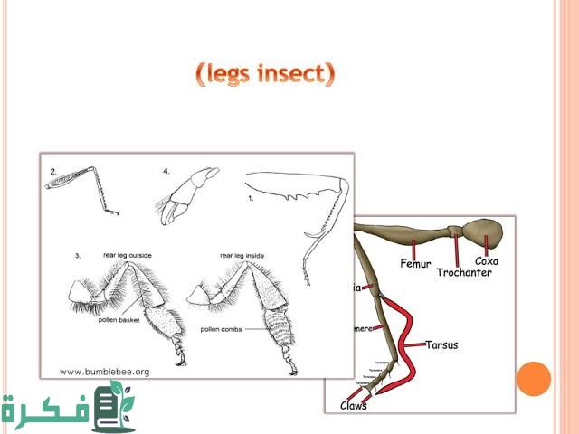 تركيب الأرجل في الحشرات وأنواعها 5 images 2022 09 15T213035.927