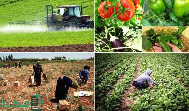 اعداد الارض للزراعة وشرح خطوات تسميد الأرض قبل الزراعة 5 images 88