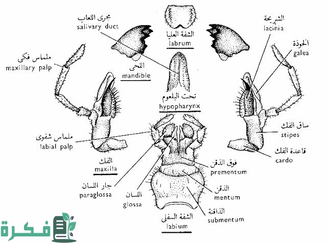 أنواع أجزاء الفم في الحشرات 3 images 89