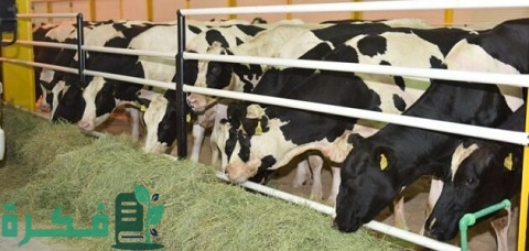 أشهر أنواع البقر في مصر