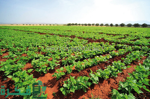 أفضل 11 مشاريع فلاحية مربحة في تونس