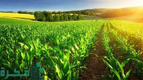 أفضل 12 مشروع زراعي في سوريا مربحة جدًا