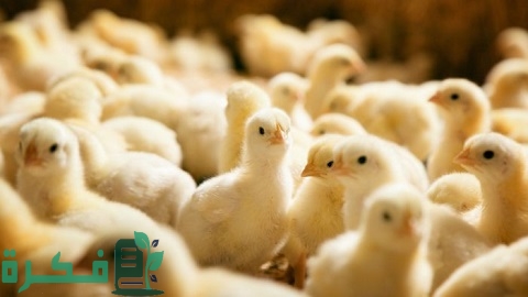 أفضل أنواع الكتكوت الأبيض وبعض النصائح لتربية الكتاكيت